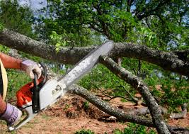 Best Tree Removal  in Grandview, OK